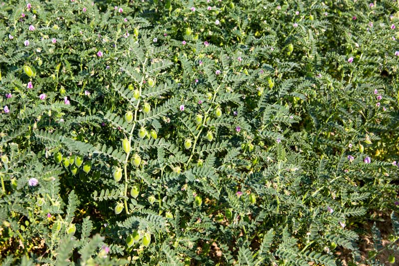Close-up of gram crop ('chana') in Derasar 'khadin'in Jaisalmer district, Rajasthan, rejuvenated by Chattar Singh Jam, the Water Wizard of Thar Desert